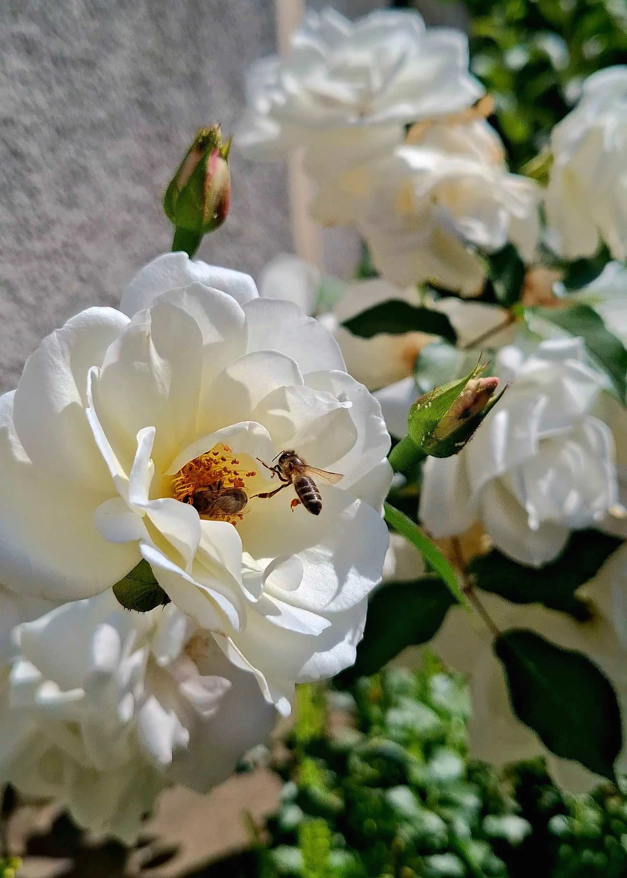 Photograph 28