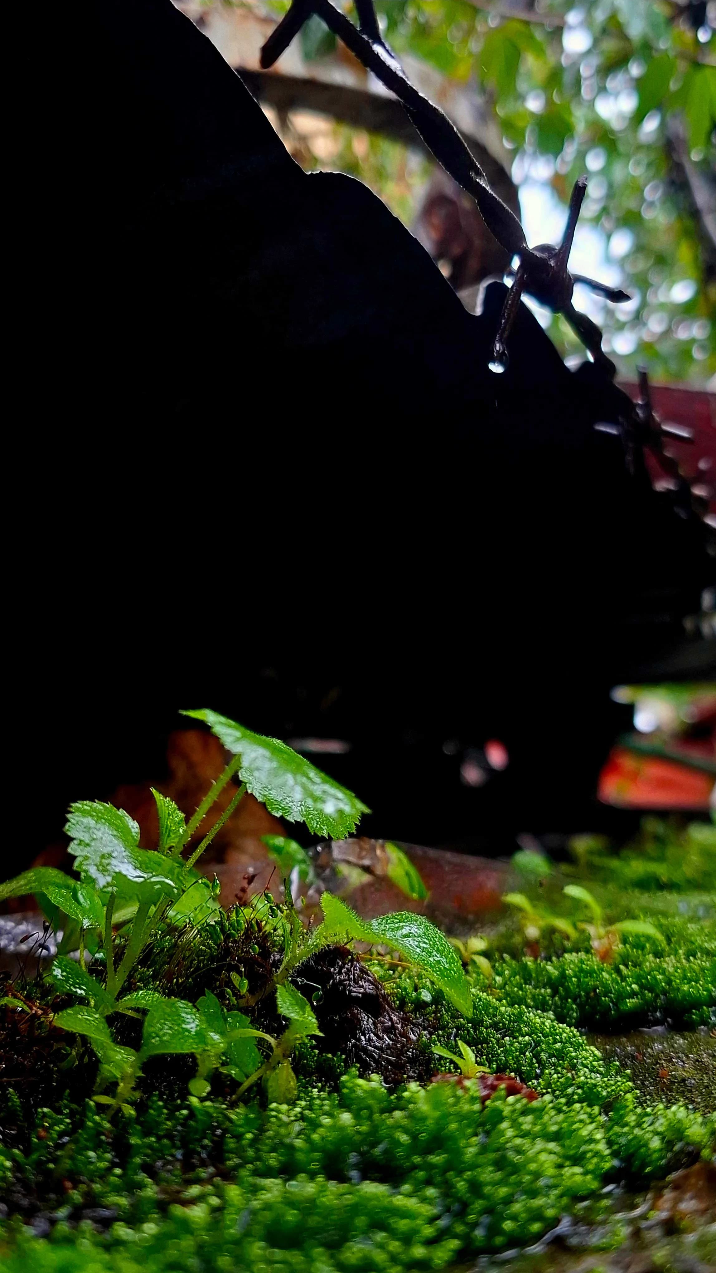 Photograph 39